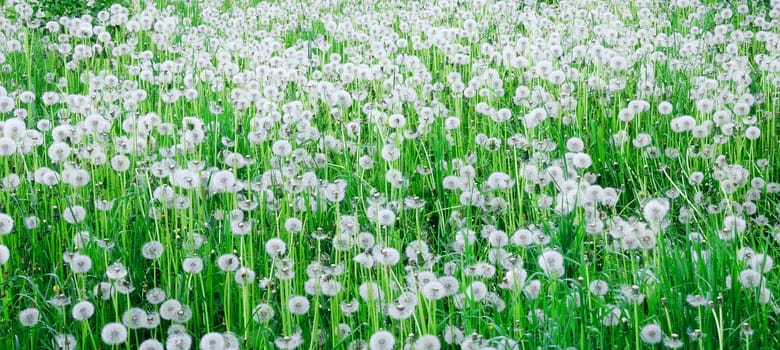 Dandelion field.beautiful spring flowers