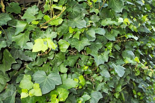 Ivy, Hedera helix