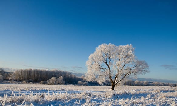 Frost covered tree in winter with natural blue sky