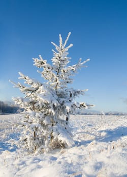Frost covered christmas tree in winter with natural blue sky