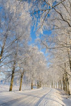 Country roud with frost covered birch tree allay in winter