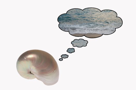 A homesick and dreaming nautilus: An isolate picture of a  winkle with thought bubbles illustrating dreams about the sea.