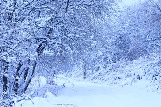 Snow-covered road to winter park removed from photofilter use