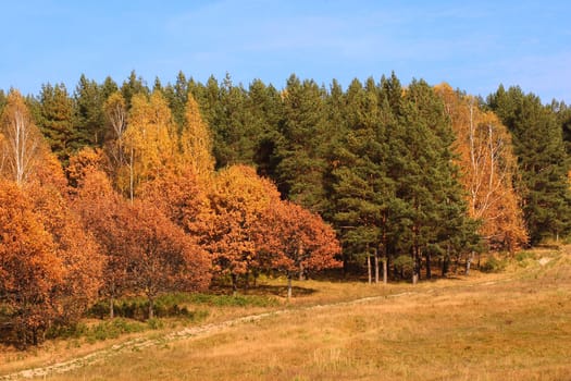 Autumn landscape with an edge of wood and road