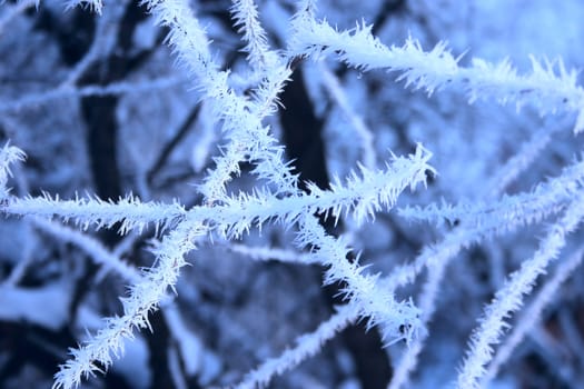 Winter branches of trees sprinkled with hoarfrost removed close up with photofilter use