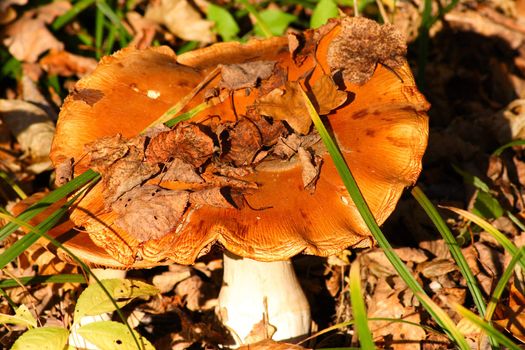 Orange lamellar mushroom in autumn foliage removed close up