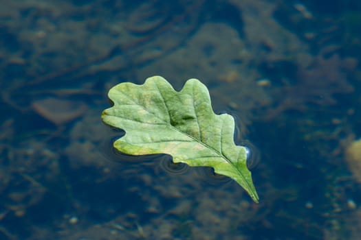 Autumn oak sheet floating in water removed close up