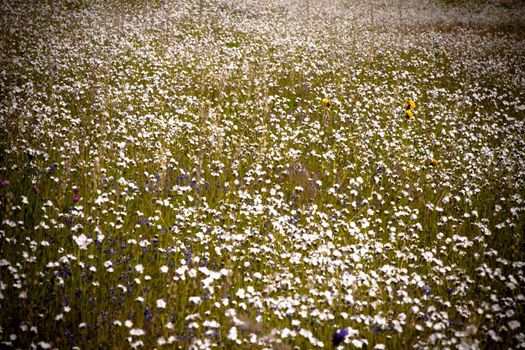 Grunge image of a field of white wildflowers