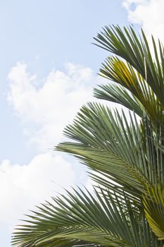 Part of the crown of palm tree with sky as background