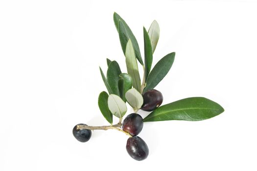 branch with black ripe olives isolated on white background