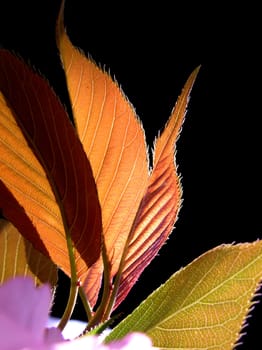 Transparent yellow leaves in spring