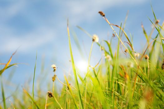 Idyllic lawn with sunlight