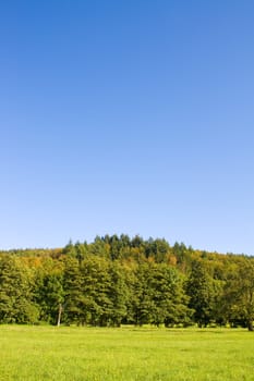 Idyllic meadow with tree