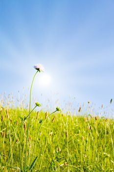 Idyllic lawn with sunlight