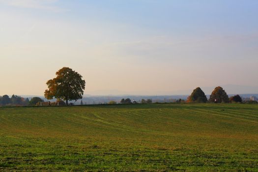 Idyllic meadow with tree