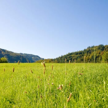 Idyllic meadow with tree