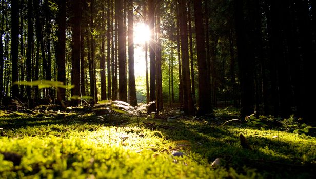 Beautiful scenery and sunbeams in the forest