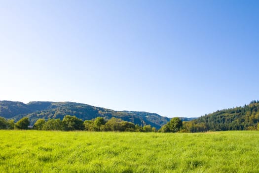 Idyllic meadow with tree