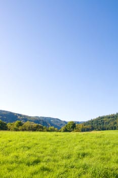 Idyllic meadow with tree