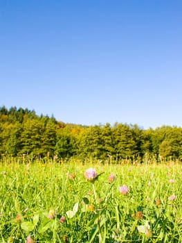 Idyllic meadow with tree