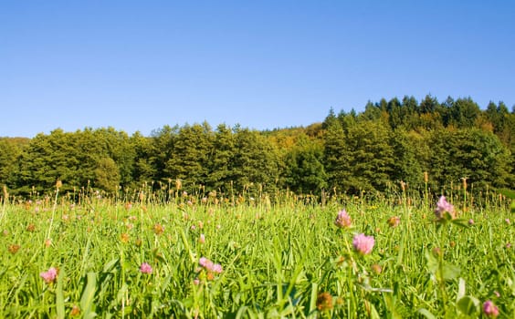 Idyllic meadow with tree