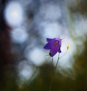 Closeup of bluebell flowers.Front