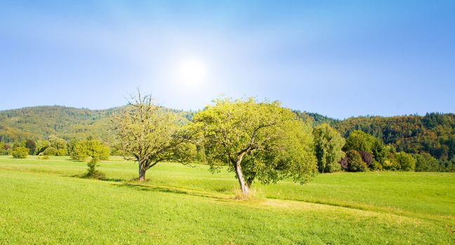 lawn with tree