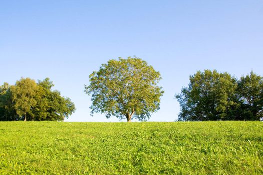 Idyllic meadow with tree