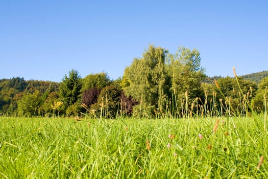 Idyllic meadow with tree