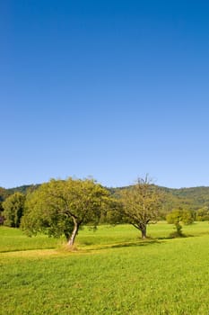 Idyllic meadow with tree