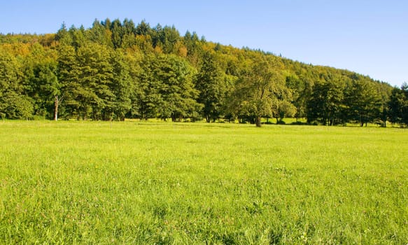 Idyllic meadow with tree