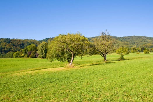 Idyllic meadow with tree