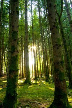 Beautiful scenery with sunbeams in the forest
