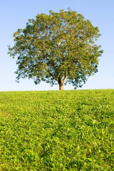 Idyllic meadow with tree
