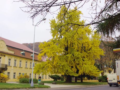 Gingko Biloba - the king tree in autumn wearing