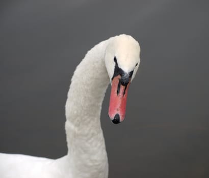 Amazed swan 