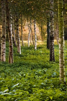 Birchtrees in autumn with early morning sunlight