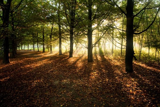 Sunrays through beech trees in autumn with fallen beech leaves on the ground - horizontal