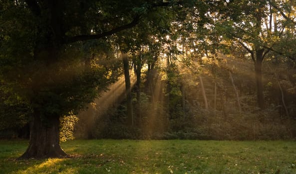 Sunrays through the trees on early autumn morning