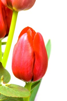 Beautiful red tulips with green leaves on white background