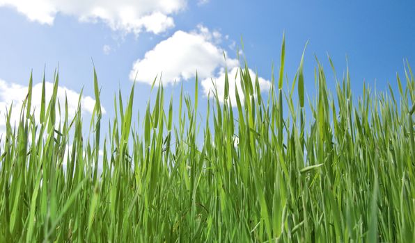 high herb on field under turn blue sky an ��������� at solar day