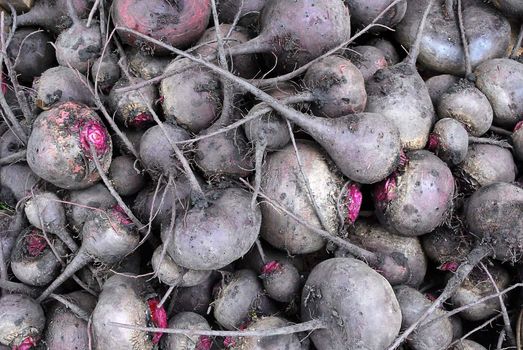 Heap of Harvested Purple Beet