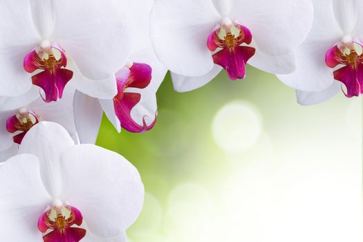 Orchid flowers on a lite color bokeh. Background for graphic design