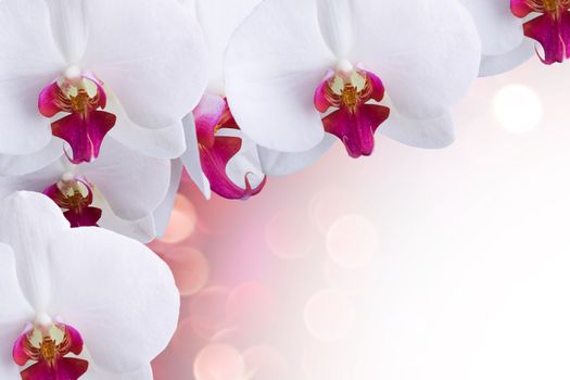 Orchid flowers on a lite color bokeh. Background for graphic design