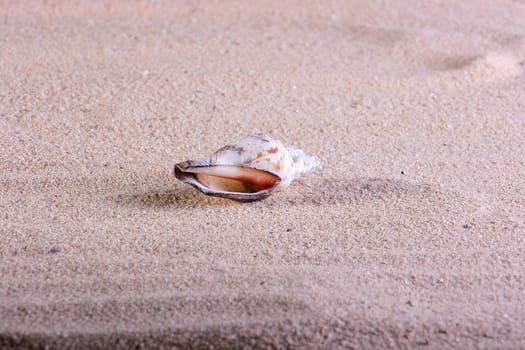 Sea cockleshell on coastal sand in a zone of a sea surf.