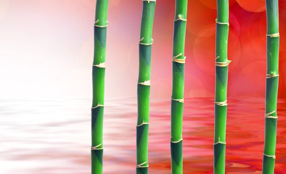 Stalks of bamboo. Background for graphic design