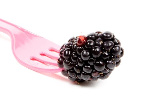 fresh juicy blackberrie on a pink fork isolated on white