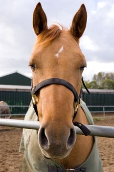 A portrait of a horse 