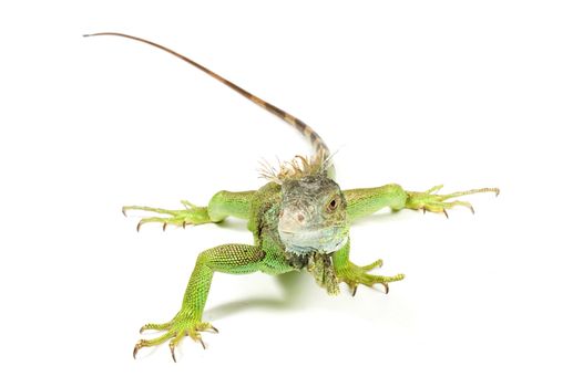 iguana isolated on a white background