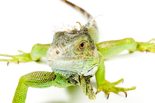 iguana isolated on a white background